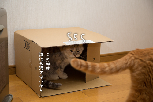 箱娘に挑む。_d0355333_16352705.jpg