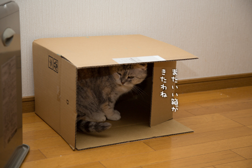 箱娘に挑む。_d0355333_16352755.jpg