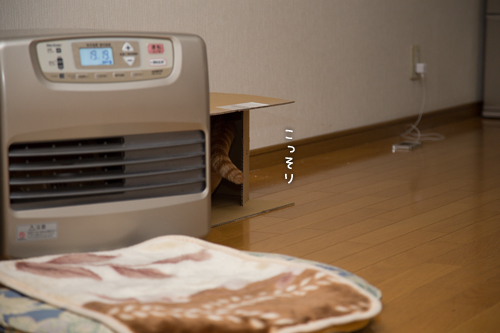 箱娘に挑む。_d0355333_16352778.jpg