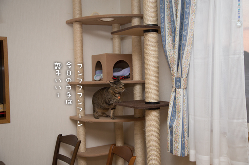 やんちゃ坊主発見_d0355333_16353601.jpg