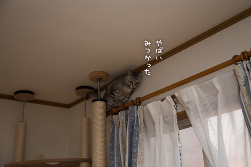 やんちゃ坊主発見_d0355333_16353676.jpg