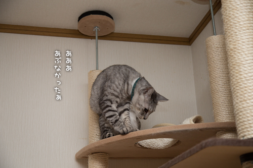 やんちゃ坊主発見_d0355333_16353723.jpg