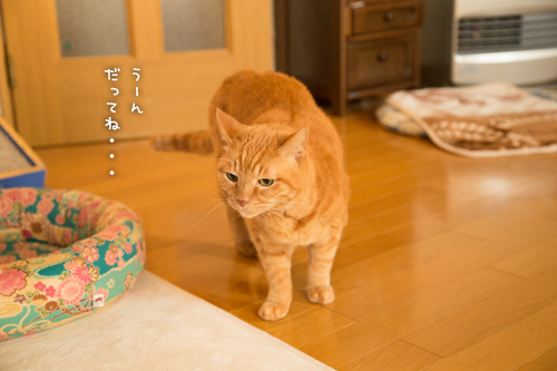 遠慮はいらないよ_d0355333_16354152.jpg