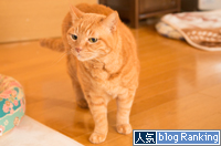 遠慮はいらないよ_d0355333_16354201.jpg