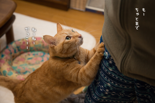 ほうきでちょいちょい_d0355333_16354223.jpg