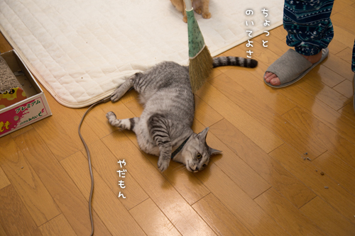 ほうきでちょいちょい_d0355333_16354236.jpg
