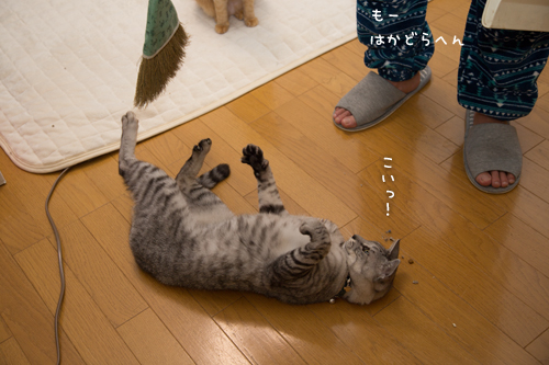 ほうきでちょいちょい_d0355333_16354245.jpg