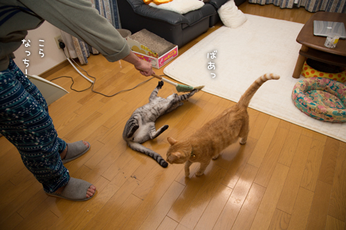 ほうきでちょいちょい_d0355333_16354387.jpg