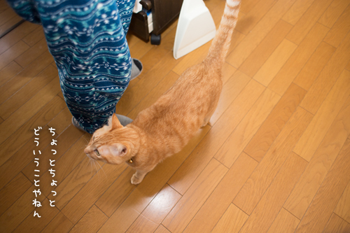 ソロくんも!_d0355333_16354614.jpg