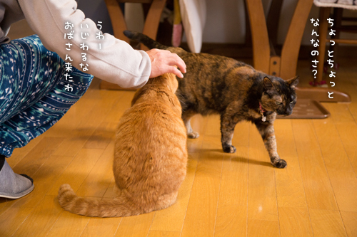 おやじフォロー。_d0355333_16354719.jpg