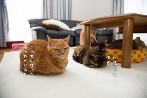 ホカペでぬくぬく_d0355333_16355041.jpg