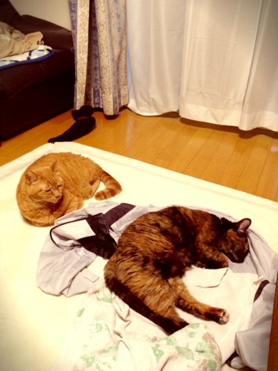 脱ぎっぱなしにすると_d0355333_16355391.jpg