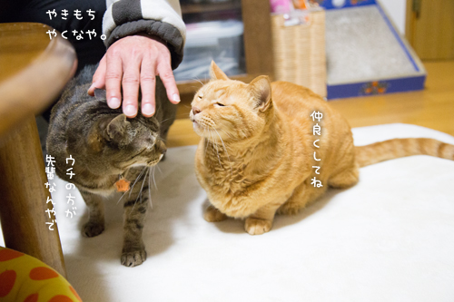 あれ?そんなのあり?_d0355333_16355513.jpg