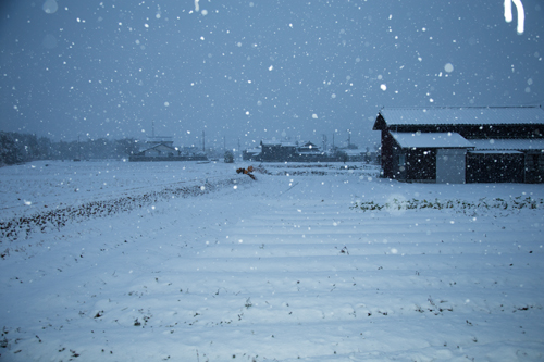 大雪にびっくり_d0355333_16355879.jpg