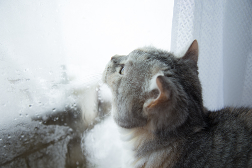 大雪にびっくり_d0355333_16355928.jpg