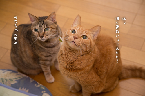 ないしょ話。_d0355333_16360469.jpg
