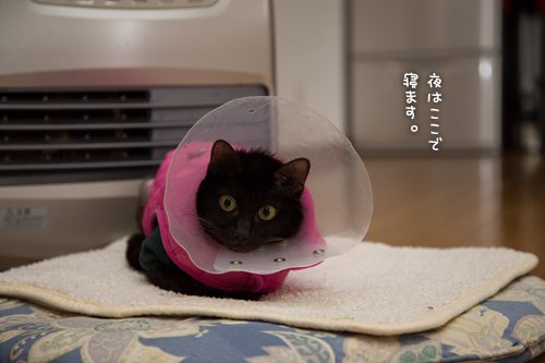 おしりぬくぬく_d0355333_16360517.jpg