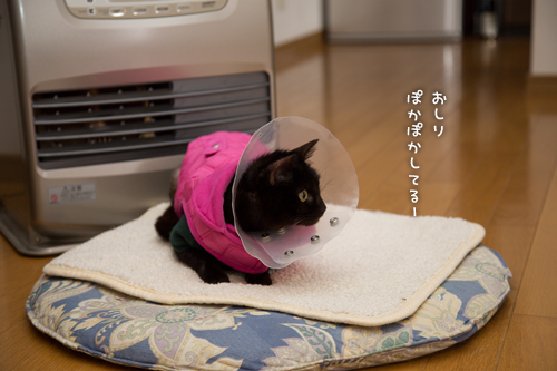 おしりぬくぬく_d0355333_16360521.jpg