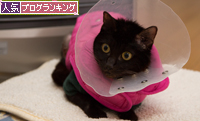 おしりぬくぬく_d0355333_16360535.jpg