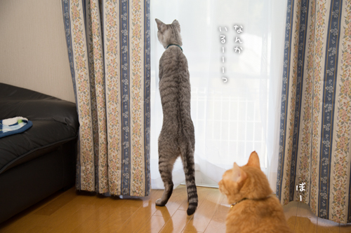 自宅警備員の仕事ぶり_d0355333_16361538.jpg