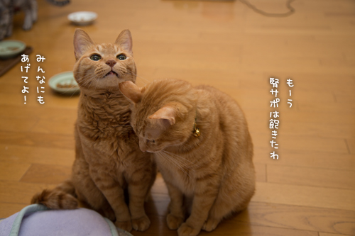 d0355333_16362341.jpg
