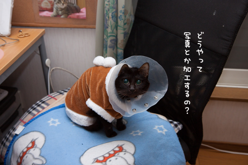 みつきちゃんのお手伝い_d0355333_16362646.jpg