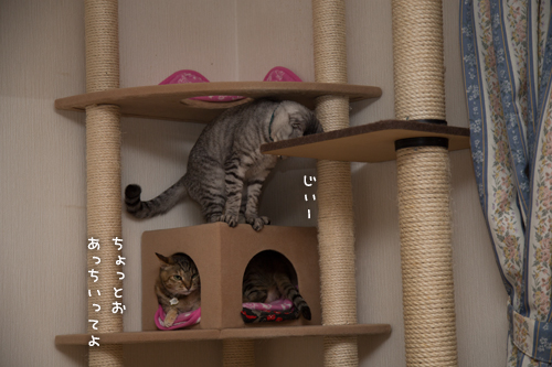 悪い子なっちゃん_d0355333_16363013.jpg