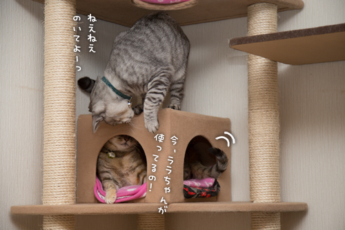 悪い子なっちゃん_d0355333_16363040.jpg