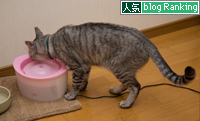 悪い子なっちゃん_d0355333_16363150.jpg