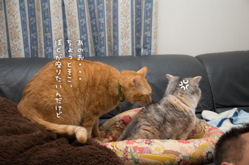 いい場所争奪戦ふたたび_d0355333_16363167.jpg