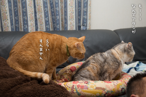 いい場所争奪戦ふたたび_d0355333_16363170.jpg