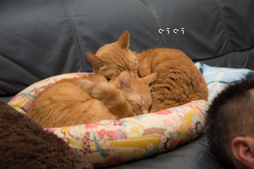 やる時はやるG_d0355333_16363545.jpg