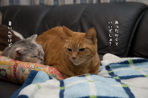 チャレンジャーG_d0355333_16363702.jpg