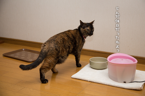 りさの心臓エコーの日_d0355333_16363807.jpg