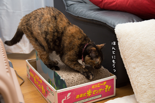 りさの心臓エコーの日_d0355333_16363837.jpg
