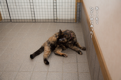りさの心臓エコーの日_d0355333_16363886.jpg