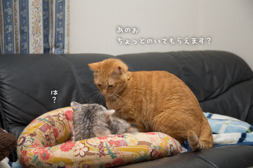 ちゃいろの系譜_d0355333_16363940.jpg