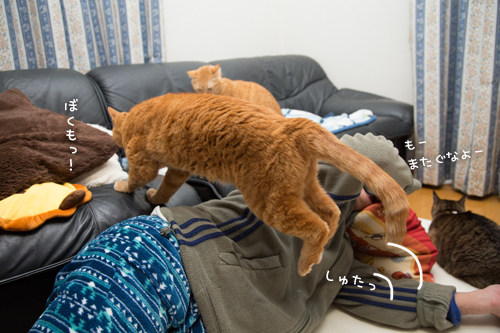 ちゃいろの系譜_d0355333_16363956.jpg