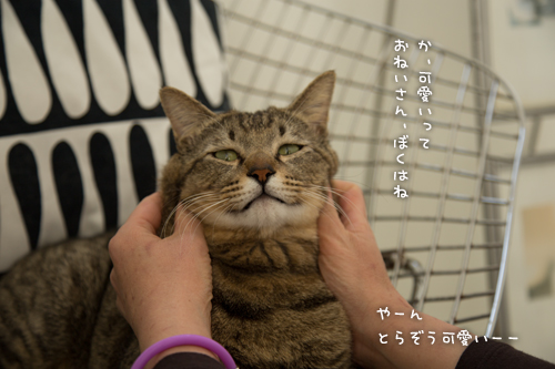 ネコハウスのみなさん_d0355333_16364670.jpg