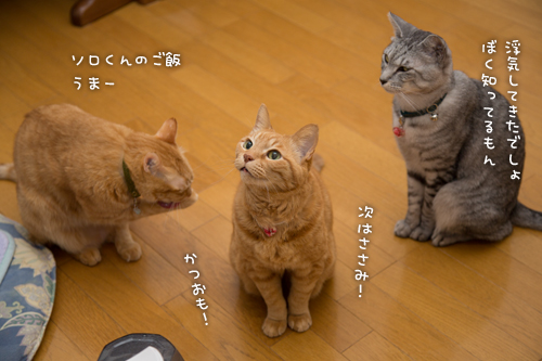 ネコハウスのみなさん_d0355333_16364718.jpg