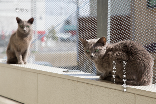 ネコハウスのみなさん_d0355333_16364793.jpg