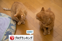 ネコハウスのみなさん_d0355333_16364799.jpg
