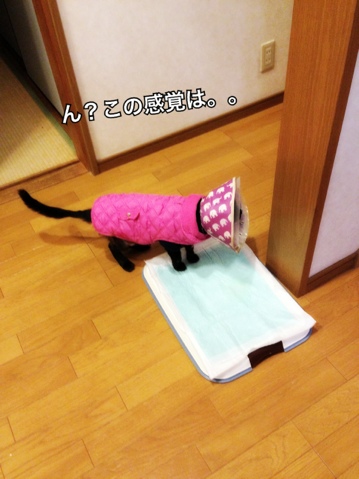みつきちゃんのトイレトレーニング_d0355333_16364846.jpg