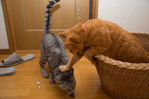 勝利(☆ω☆)_d0355333_16365430.jpg