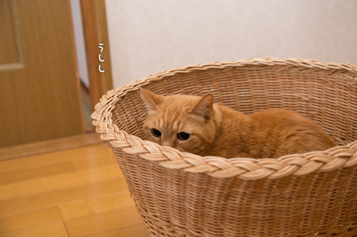 勝利(☆ω☆)_d0355333_16365445.jpg