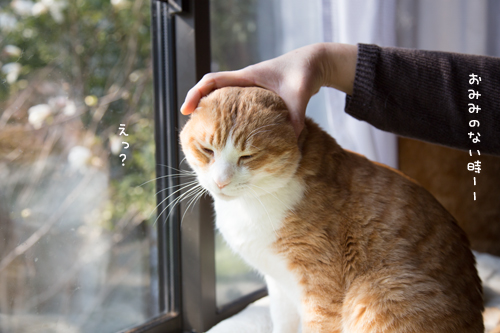 ある時、ない時!_d0355333_16365986.jpg