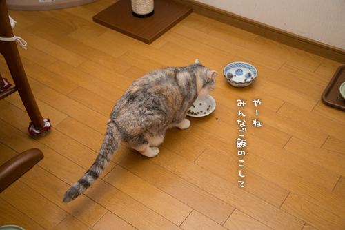 祝☆まみちゃん15歳_d0355333_16370367.jpg
