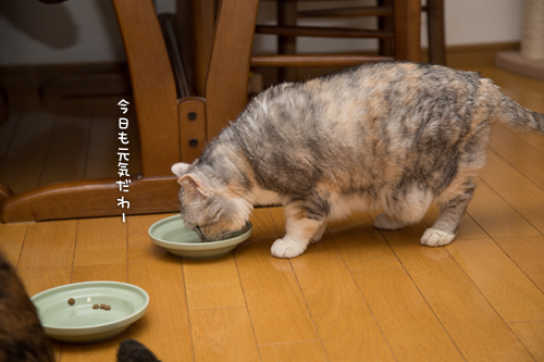 祝☆まみちゃん15歳_d0355333_16370397.jpg