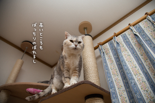 祝☆まみちゃん15歳_d0355333_16370430.jpg