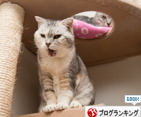 祝☆まみちゃん15歳_d0355333_16370443.jpg